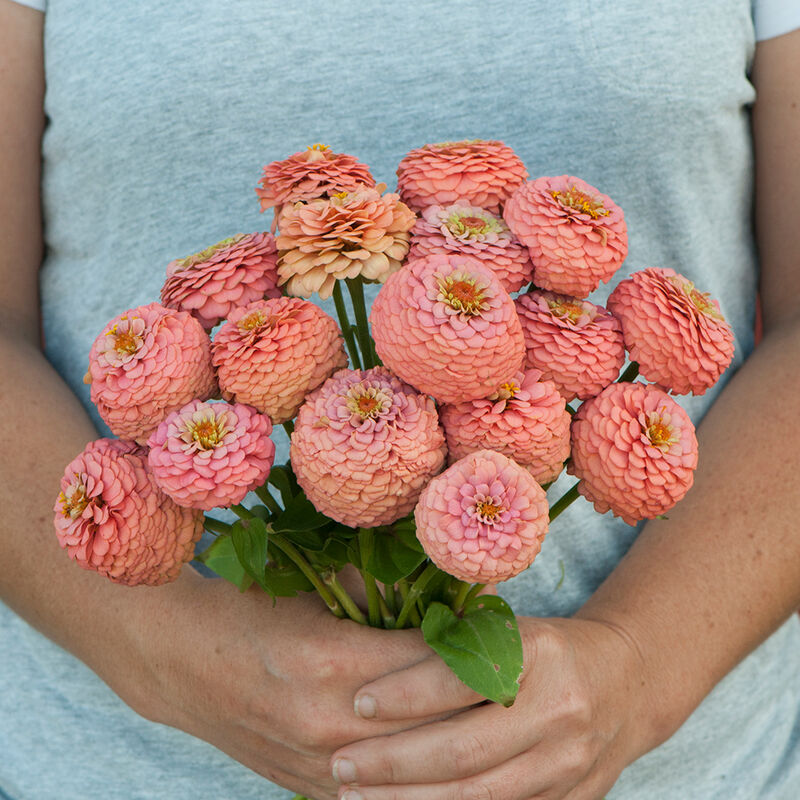 Zinnia - Oklahoma Salmon