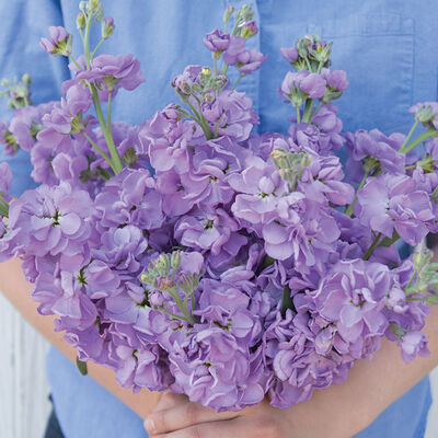 Stock - Katz Lavender Blue