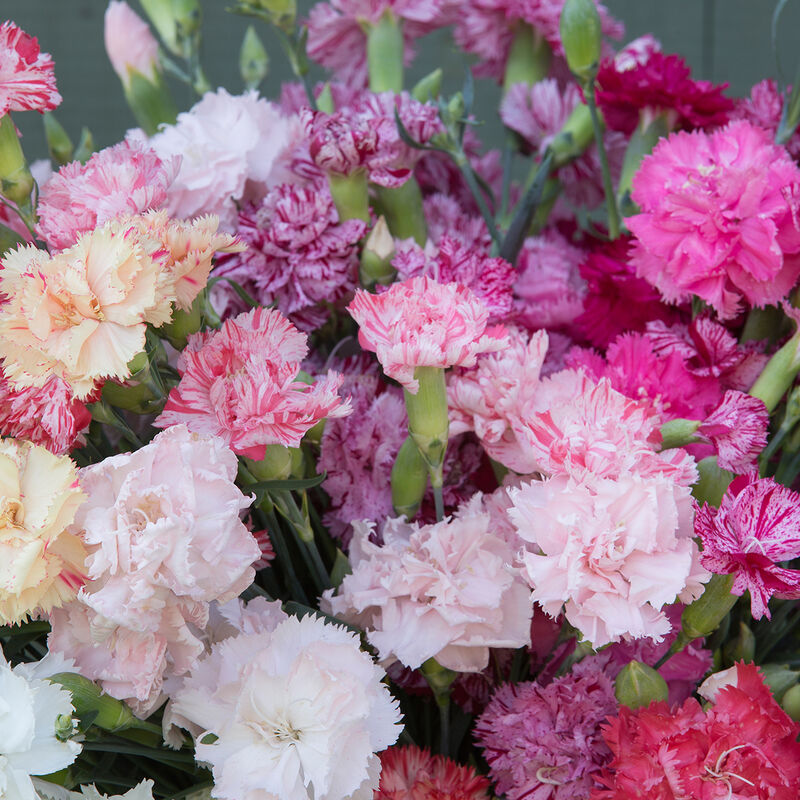 Dianthus - Chabaud Picotee Mix