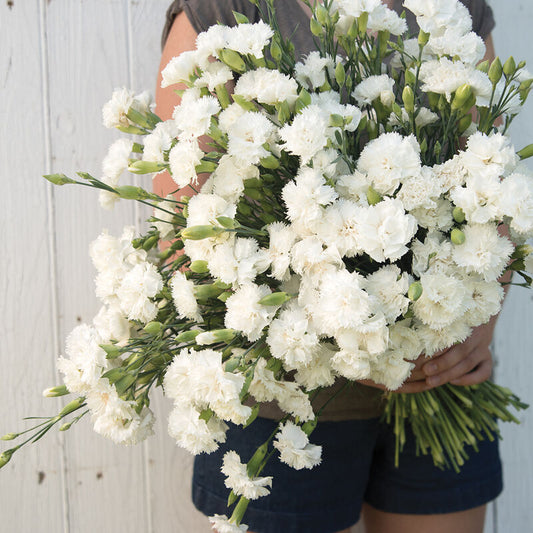 Dianthus - Jeanne Dionis