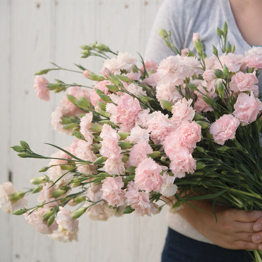 Dianthus - La France