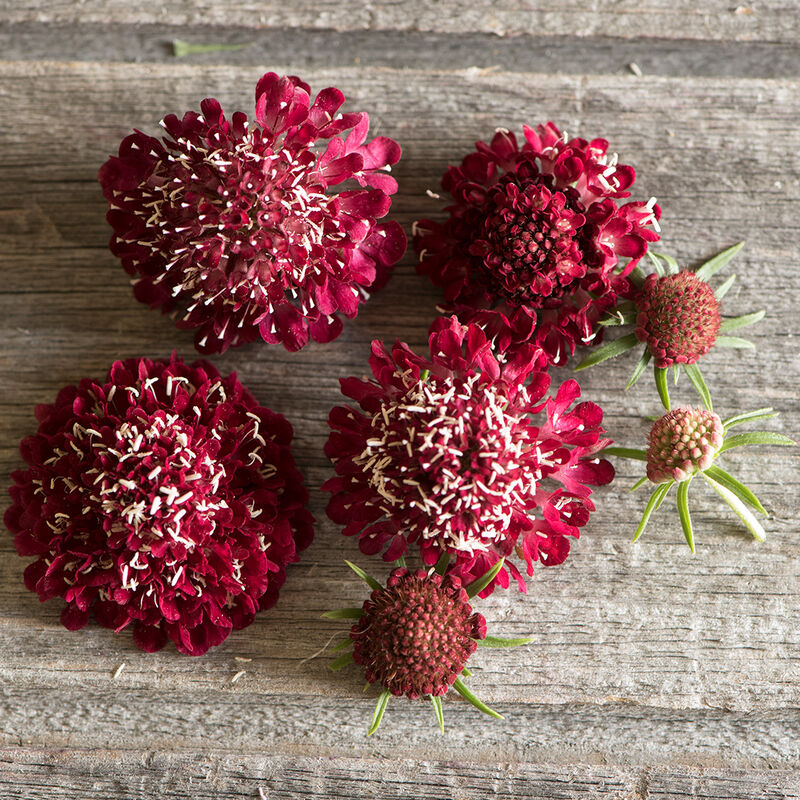 Scabiosa - Fire King