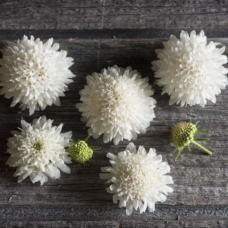 Scabiosa - Snowmaiden