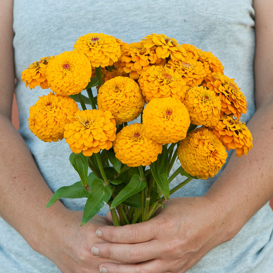 Zinnia - Oklahoma Golden Yellow