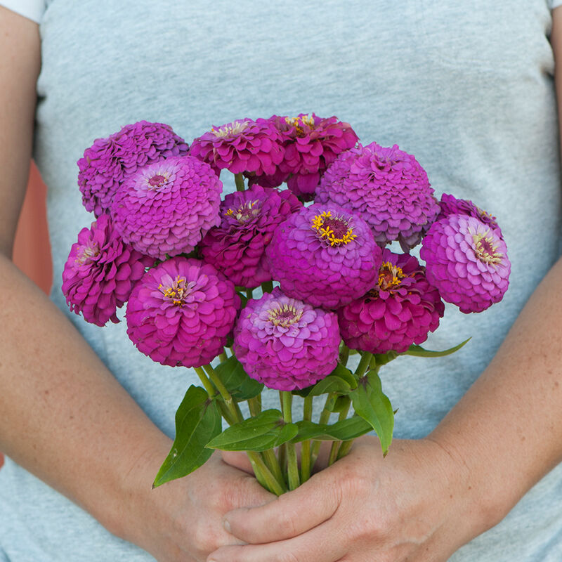 Zinnia - Oklahoma Carmine