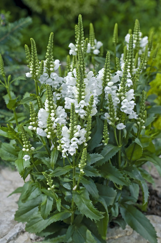 Physostegia - Crystal Peak White