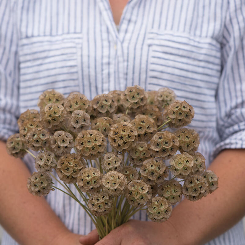 Scabiosa - Starflower