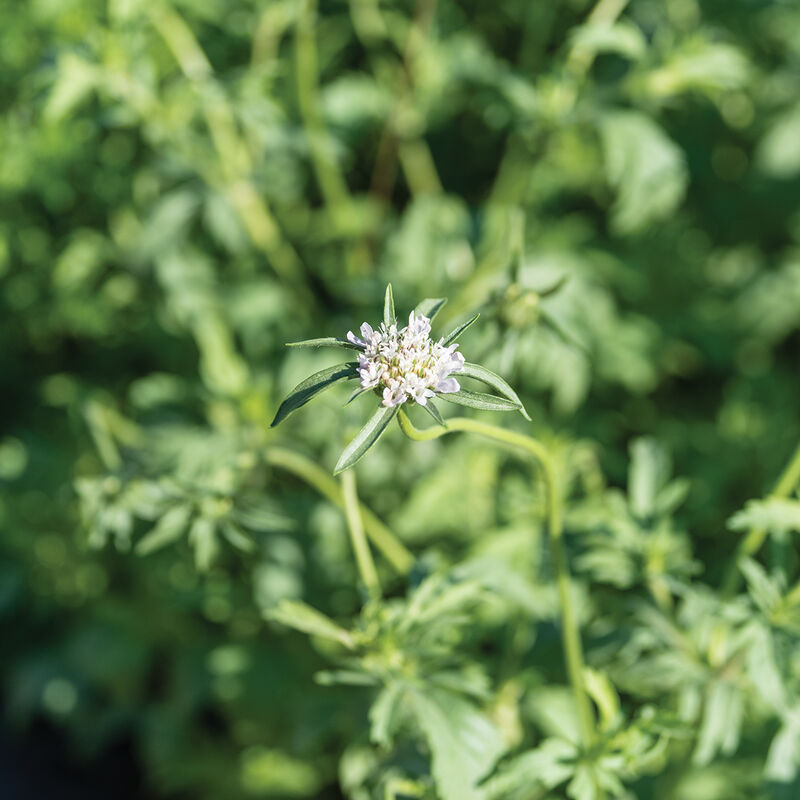 Scabiosa - Starflower