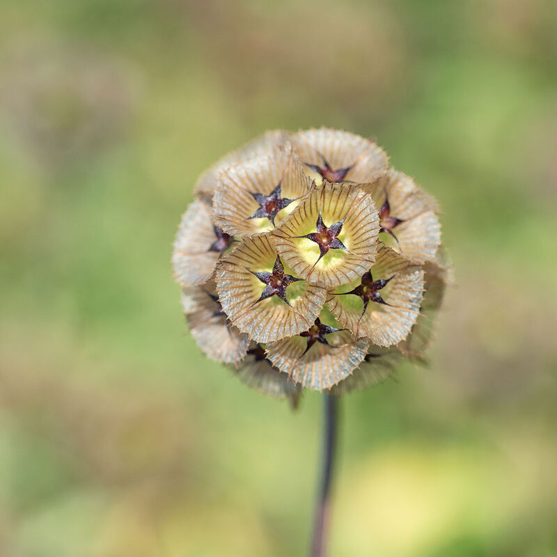 Scabiosa - Starflower