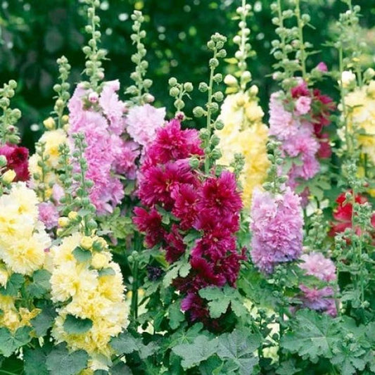 Hollyhock - Summer Carnival Mixed