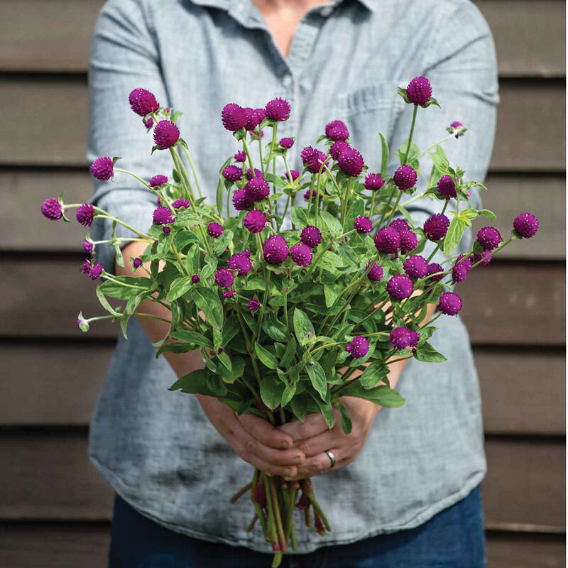 Gomphrena - Audray Purple Red