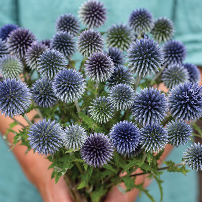 Echinops Ritro