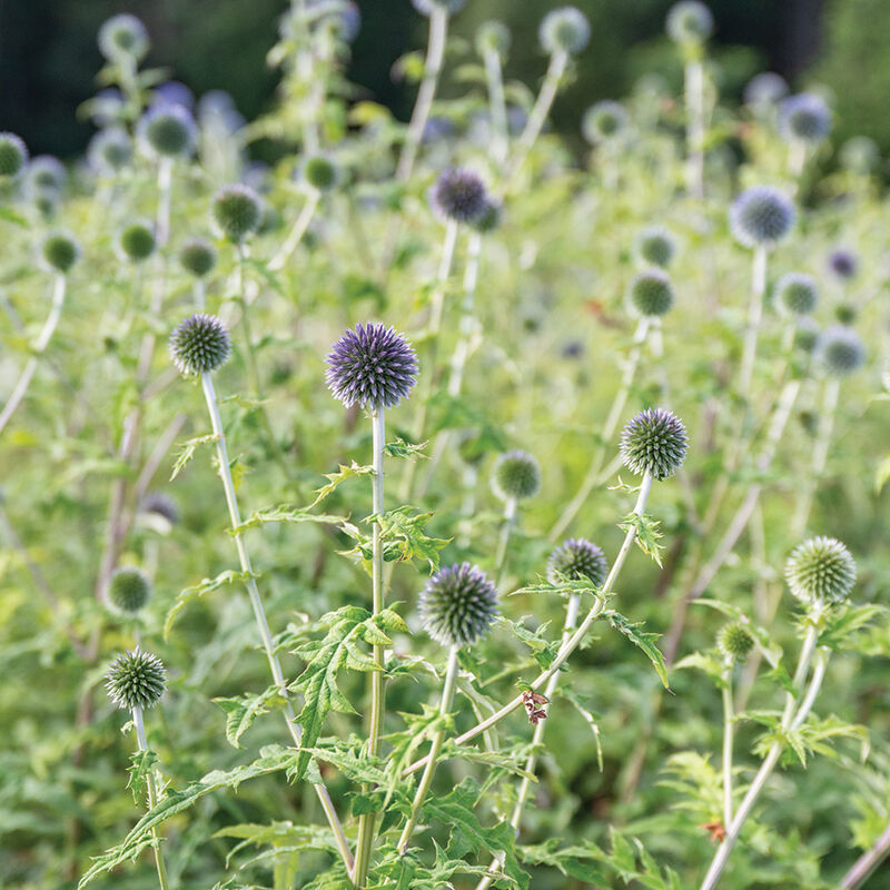 Echinops Ritro