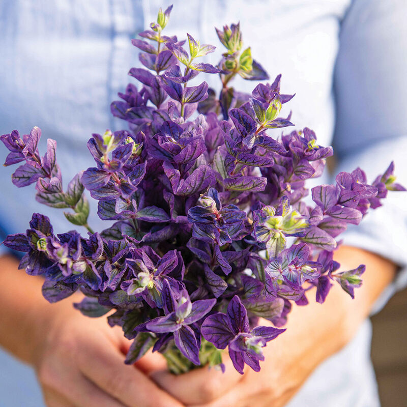 Salvia -  Oxford Blue