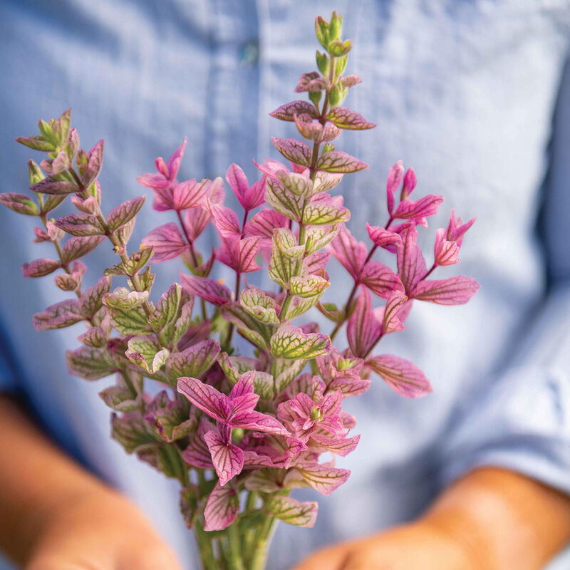 Salvia - Pink Sundae