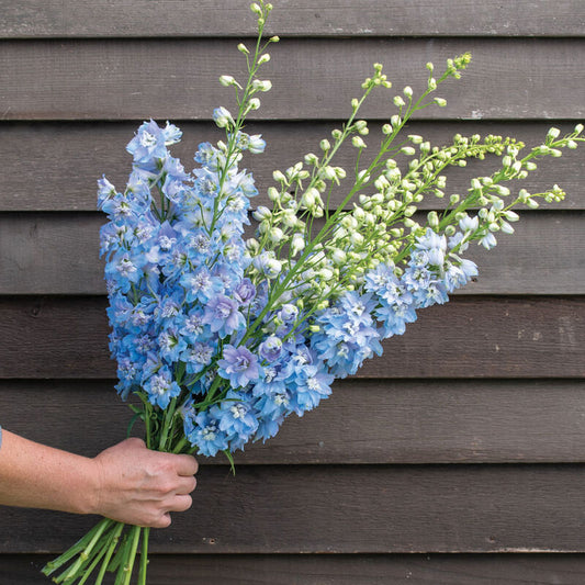 Delphinium - Magic Fountain Sky Blue White Bee