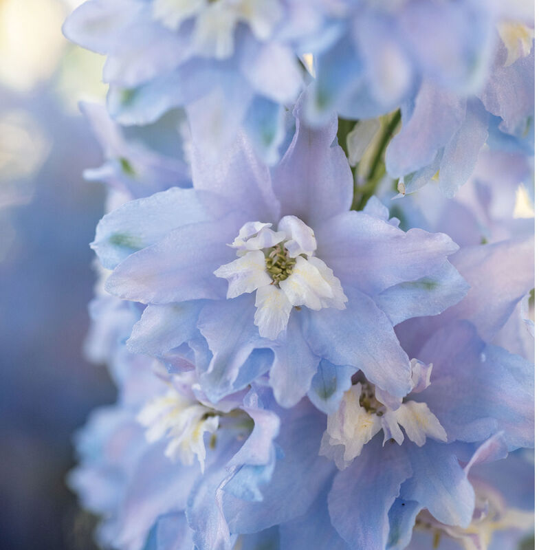 Delphinium - Magic Fountain Sky Blue White Bee