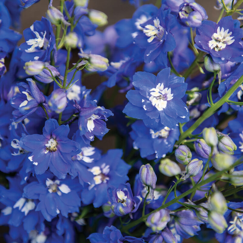 Delphinium - Magic Fountain Mid-Blue White Bee