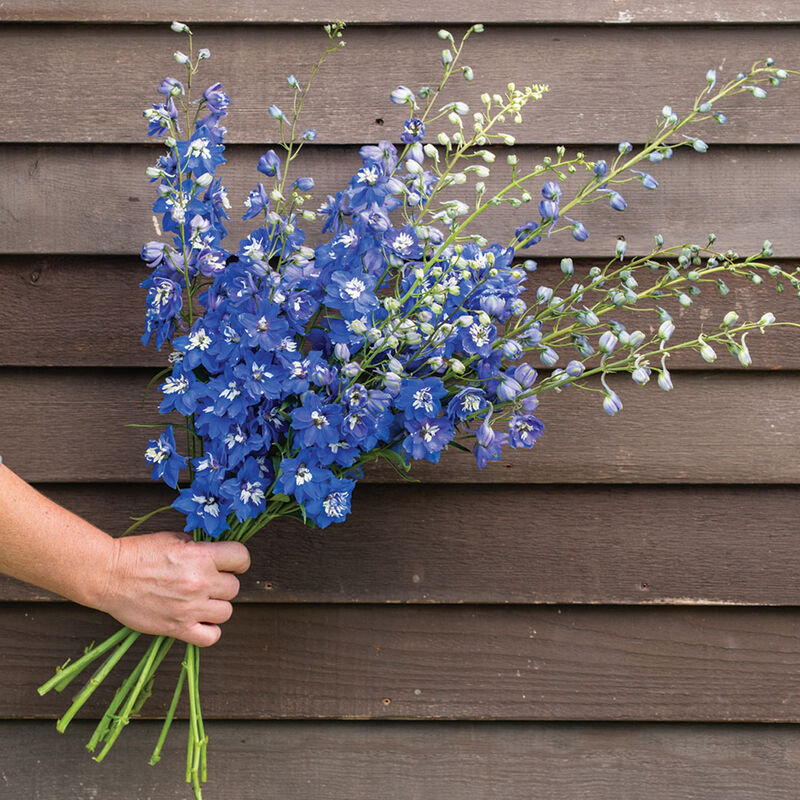 Delphinium - Magic Fountain Mid-Blue White Bee