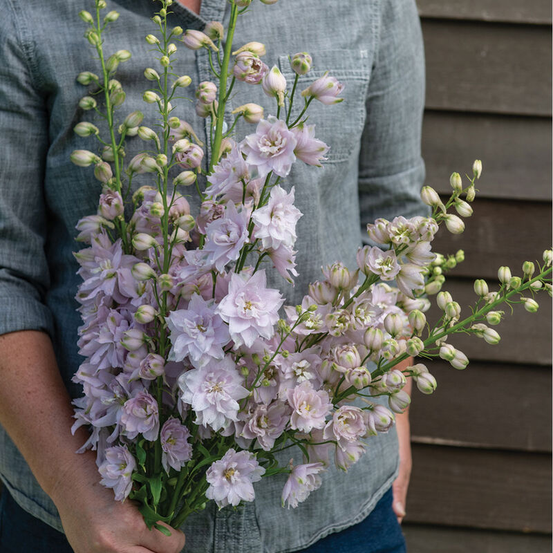 Delphinium - Magic Fountain Cherry