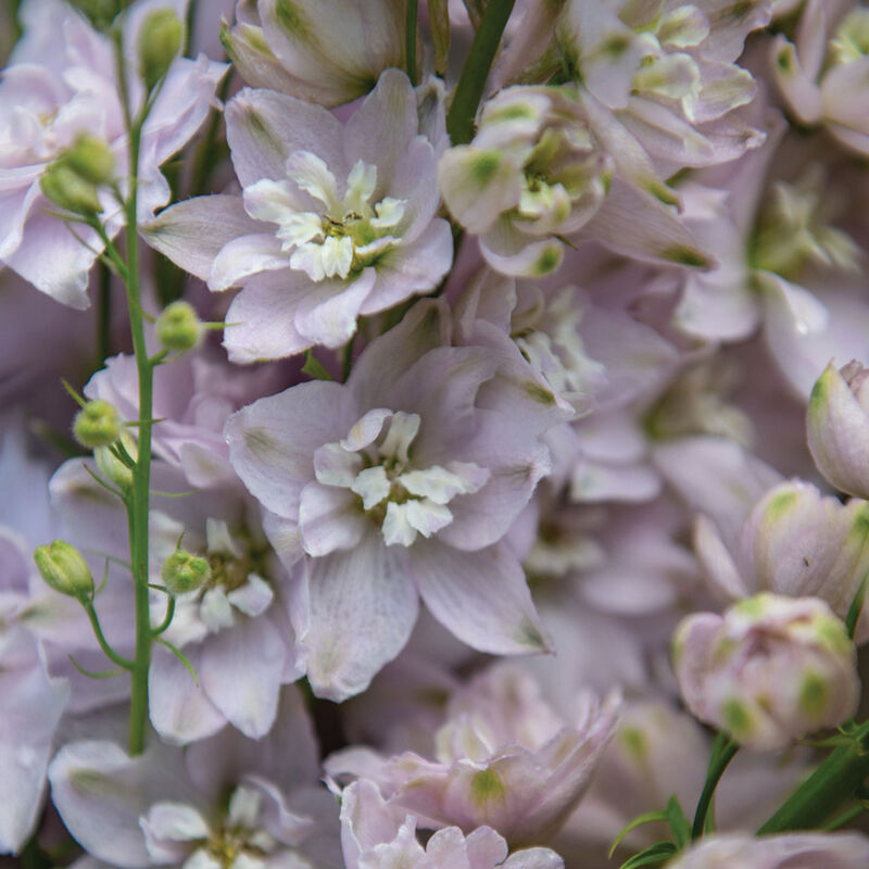 Delphinium - Magic Fountain Cherry