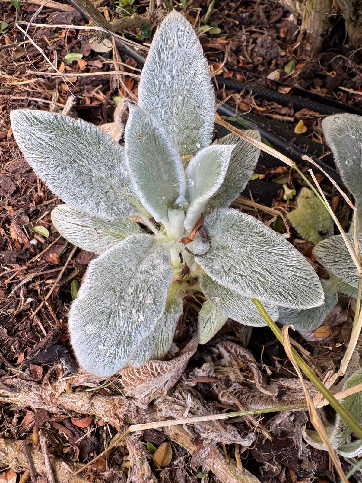 Stachys - Fuzzy Wuzzy