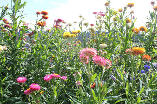 Strawflower - Monstrosum Tall Mix