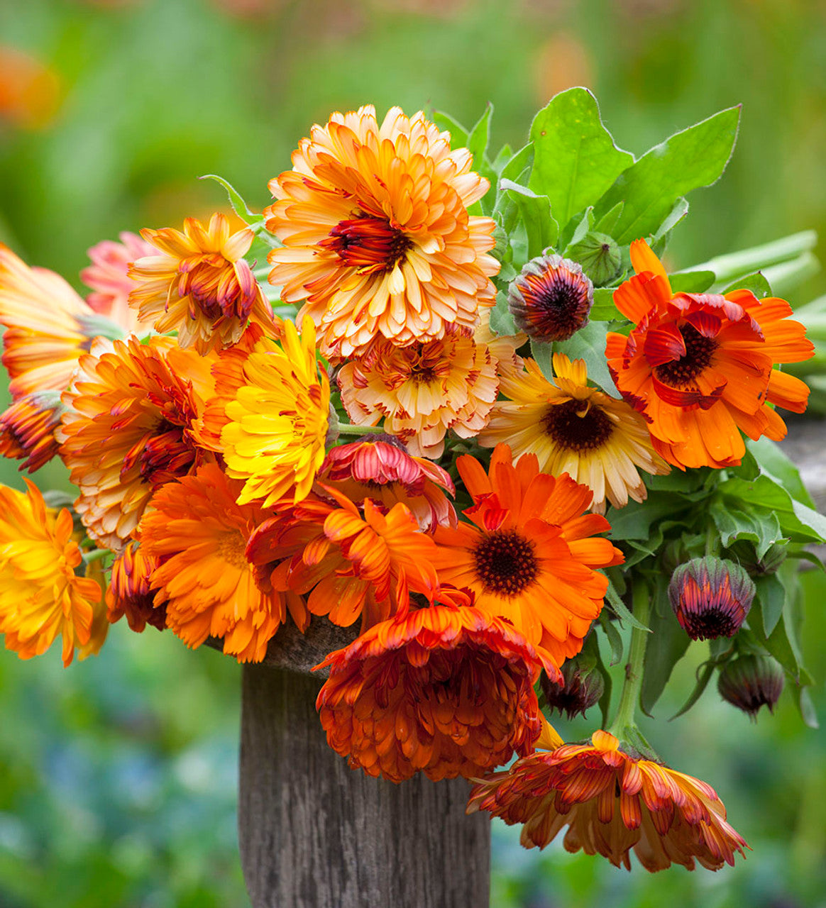 Calendula - Touch of Red Mix