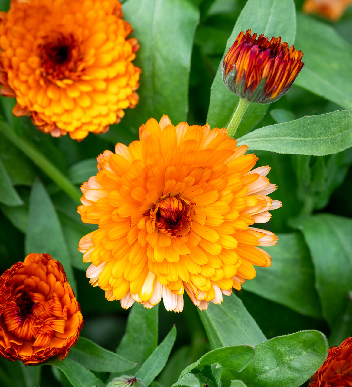 Calendula - Touch of Red Mix