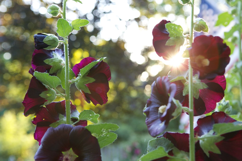 Hollyhock - Ebony Towers