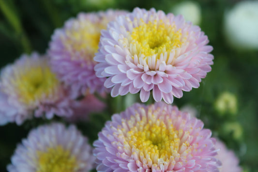 Aster - Bonita Shell Pink