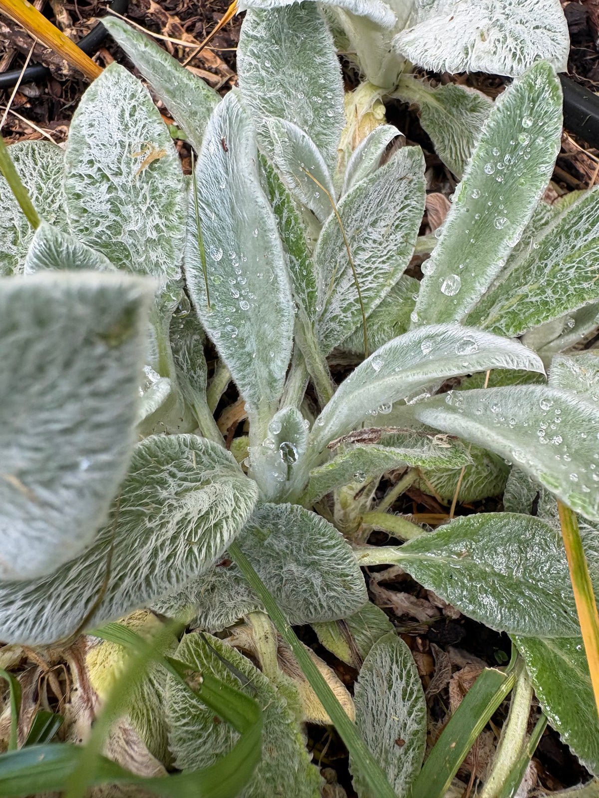 Stachys - Fuzzy Wuzzy