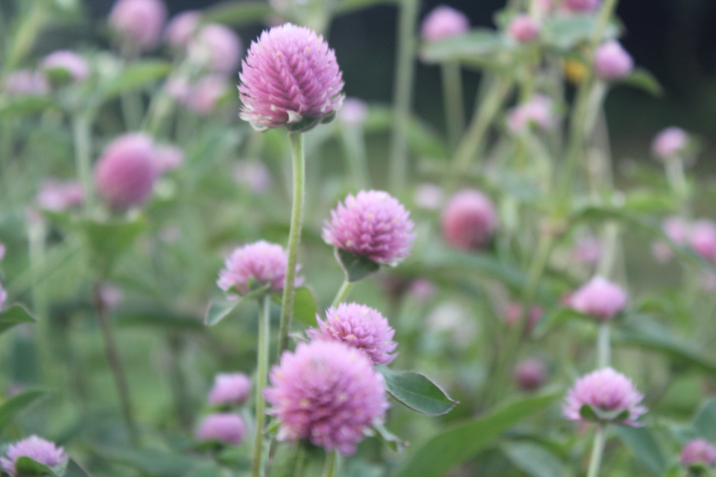 Gomphrena - Raspberry Cream