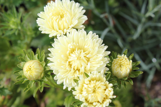 Aster - Tower Yellow
