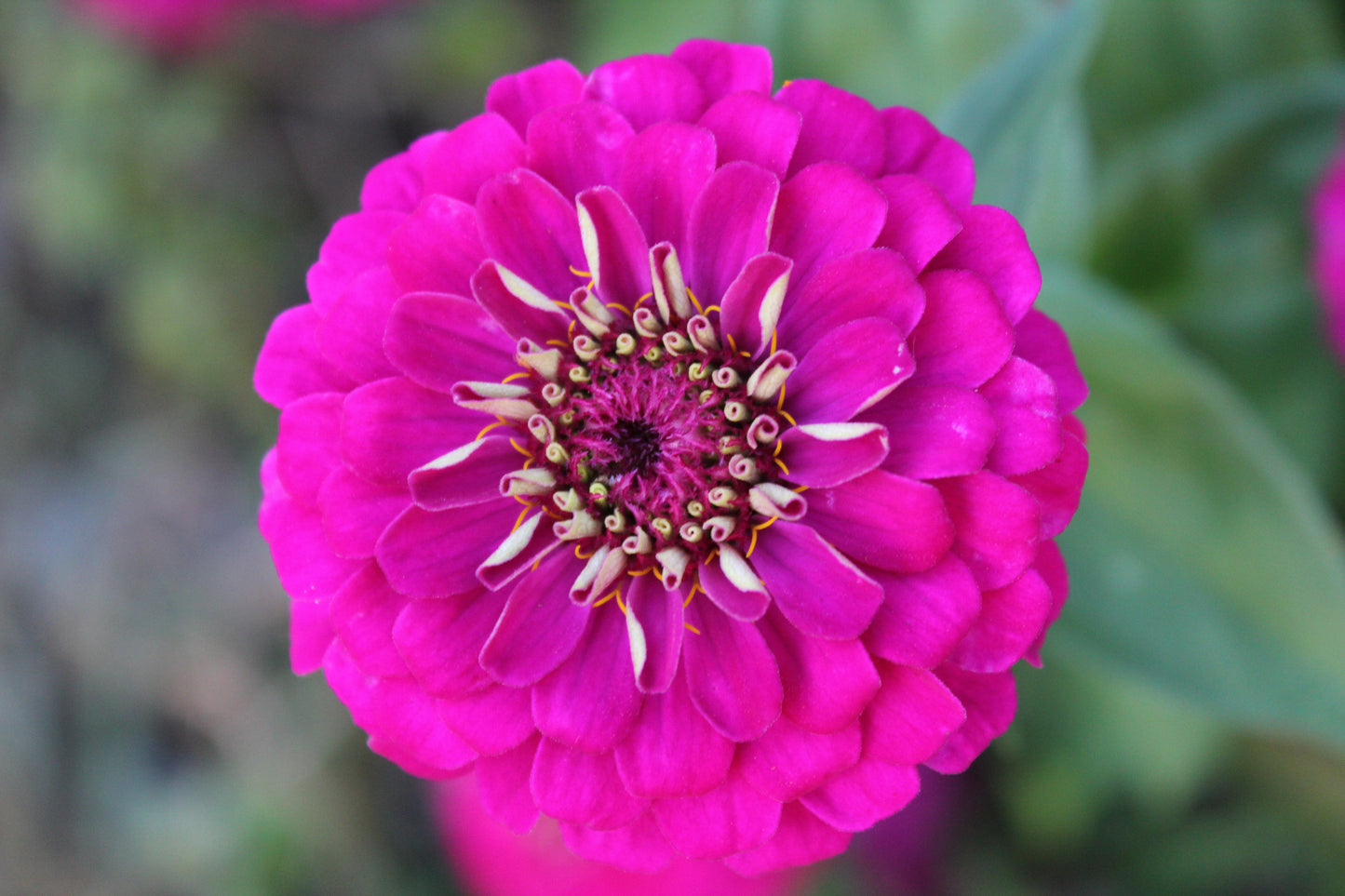 Zinnia - Oklahoma Carmine