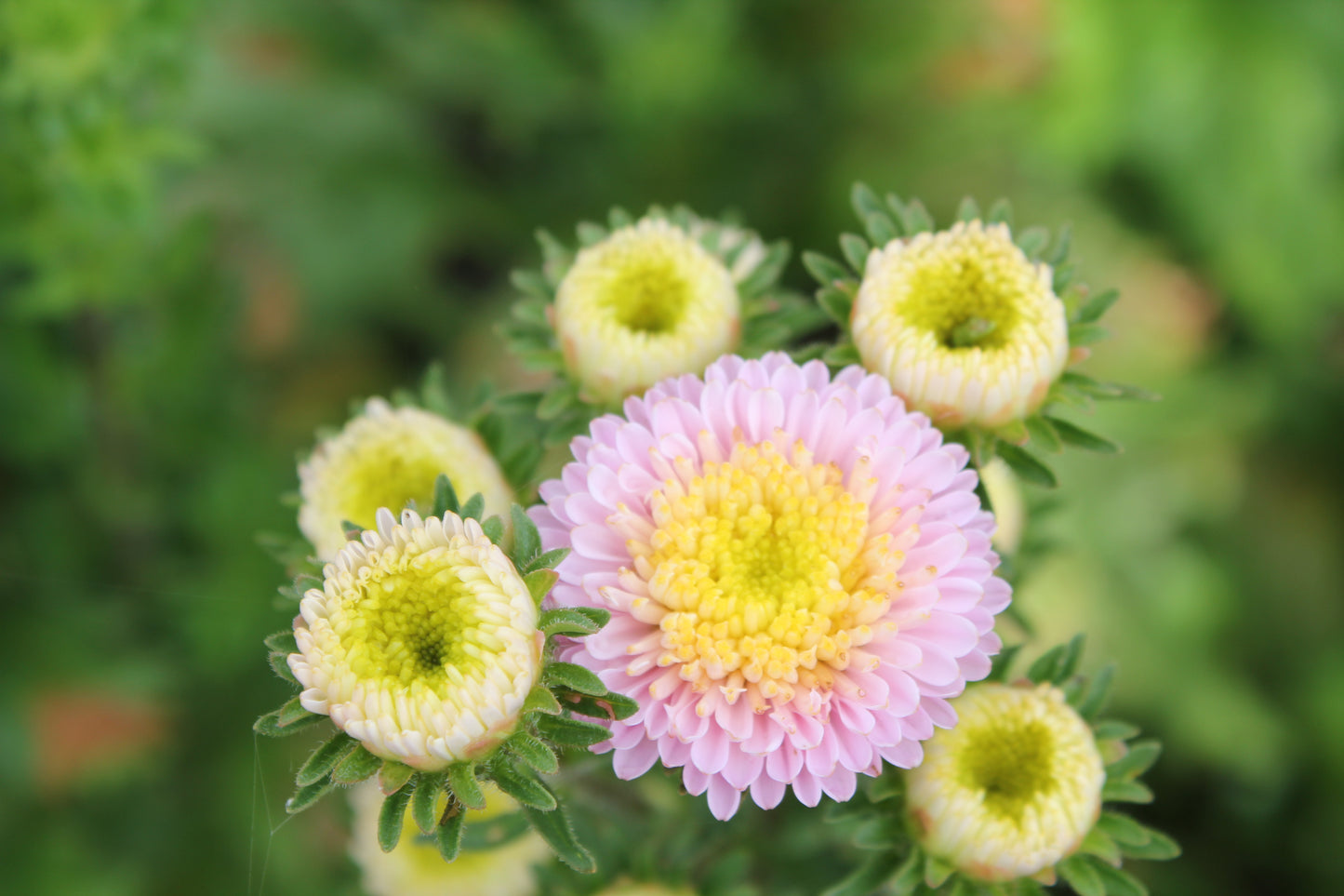 Aster - Bonita Shell Pink
