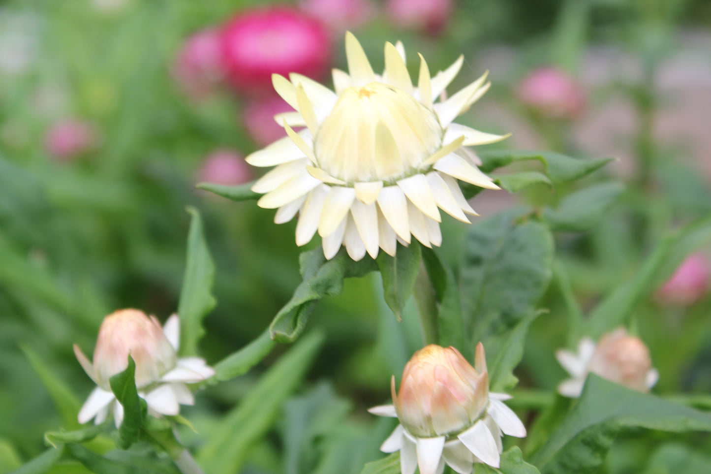 Strawflower - Creamy White