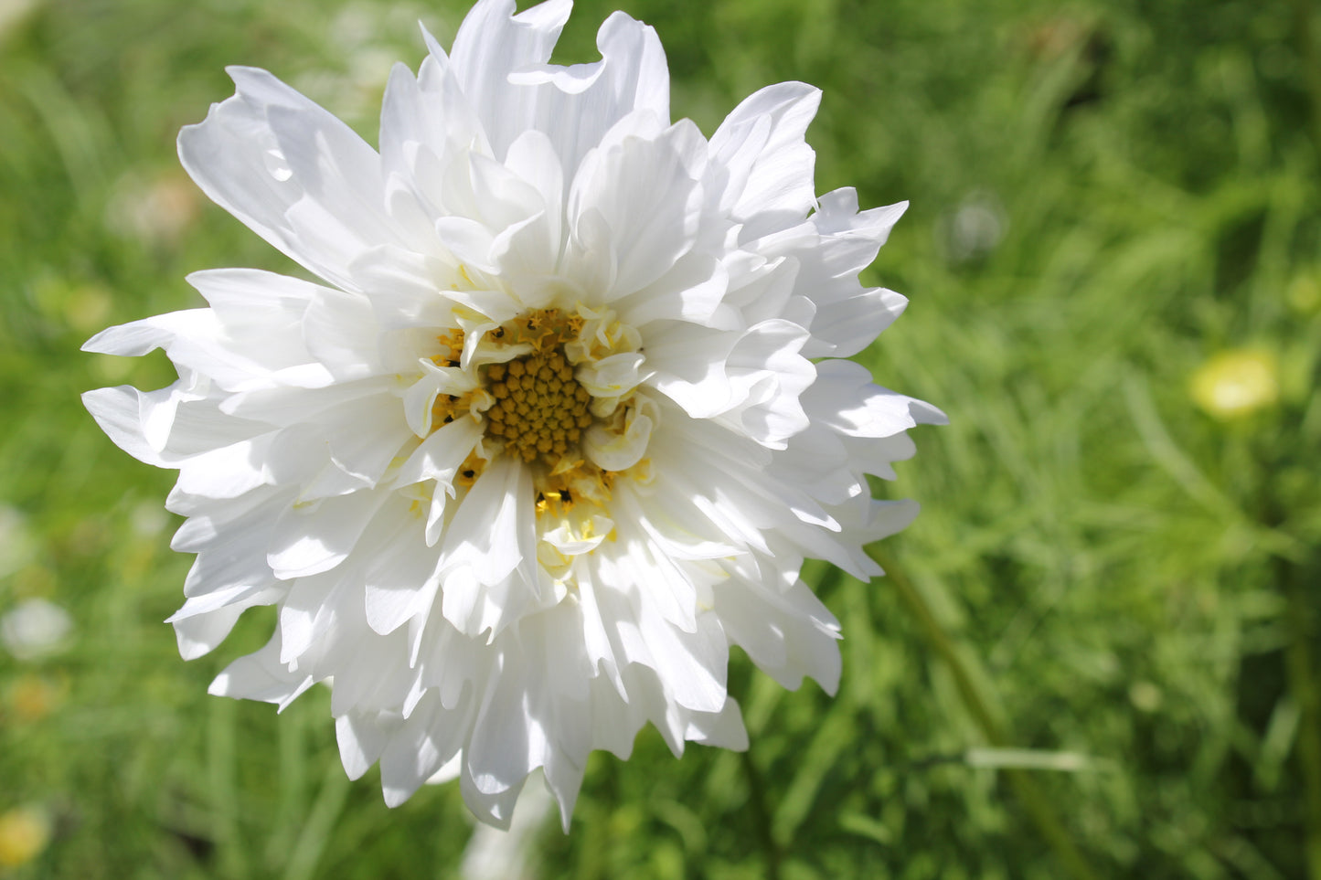 Cosmos - Double Click Snow Puff