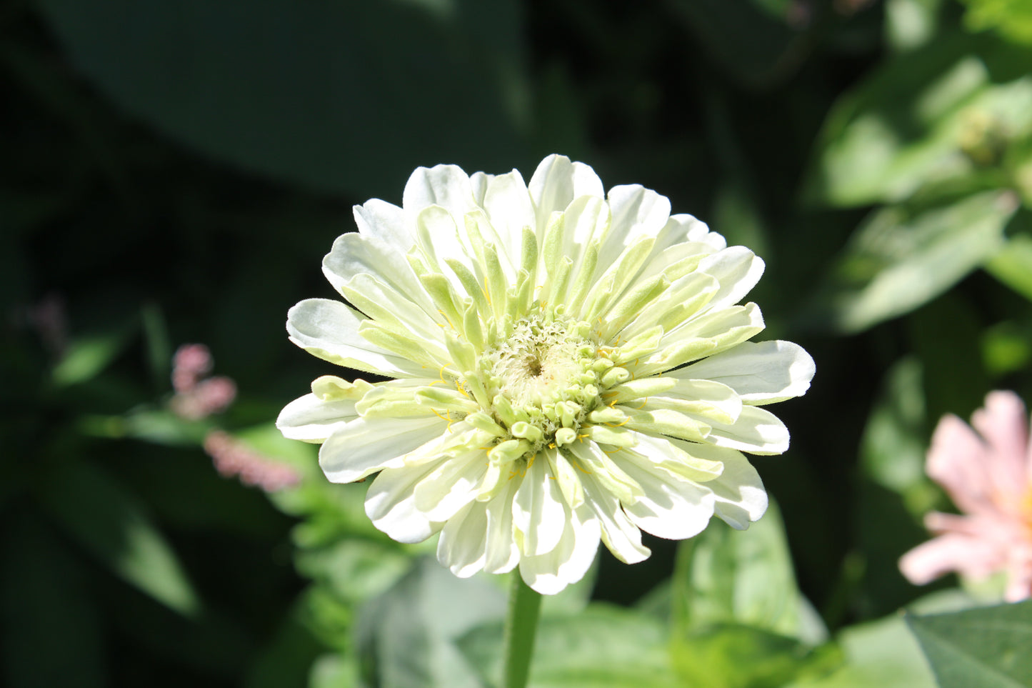 Zinnia - Oklahoma White