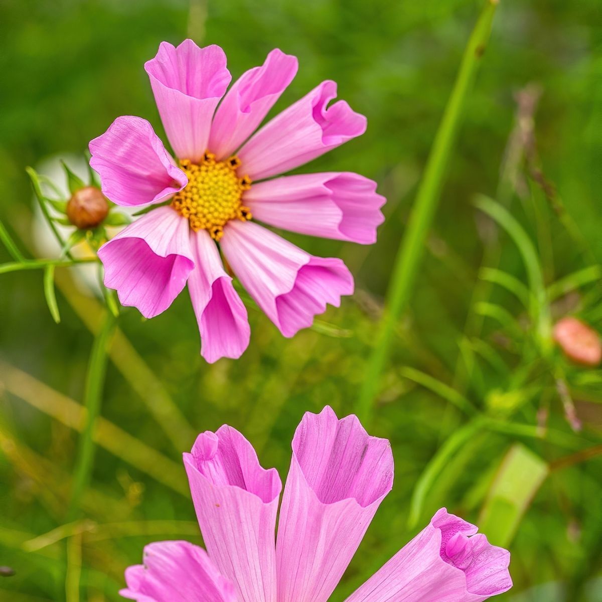 Cosmos - Seashells Mixture