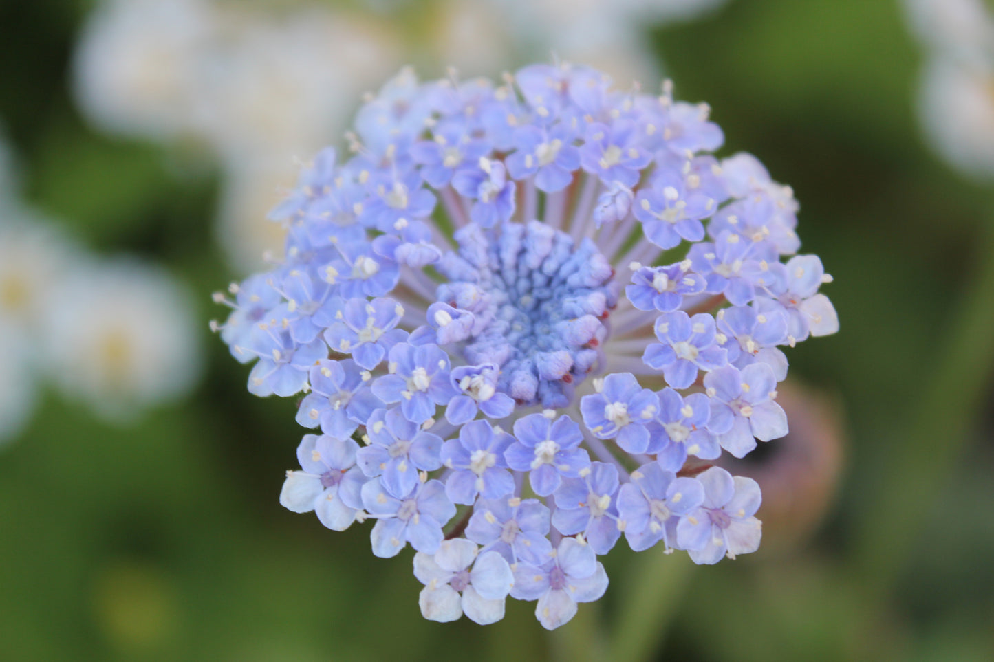 Didiscus - Lacy Lavender Blue