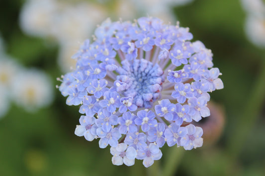 Didiscus - Lacy Lavender Blue