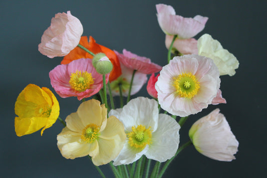 Poppy - Iceland Springsong