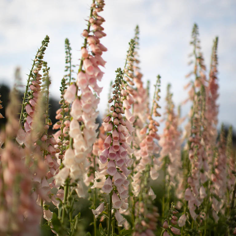 Foxglove - Apricot Beauty