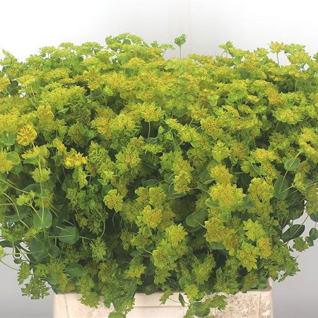 Specialty Flower Seeds - Floral border – Crawford Road