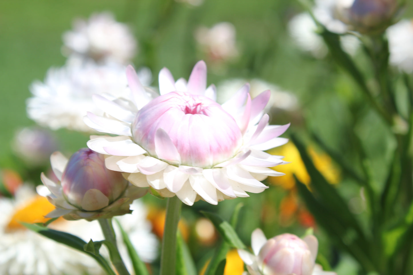 Strawflower - Silvery Rose