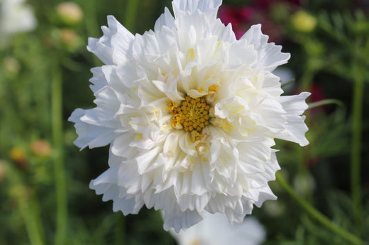 Cosmos - Double Click Snow Puff