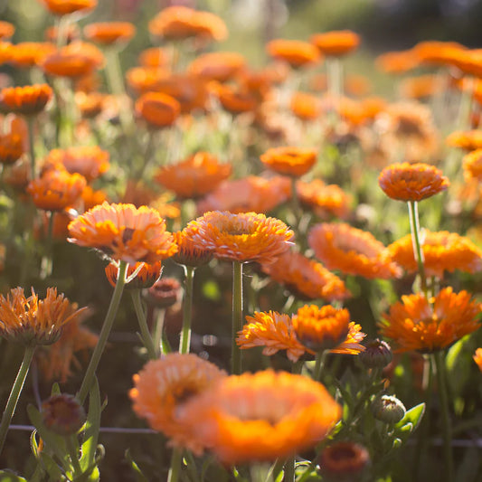 Calendula - Pink Surprise