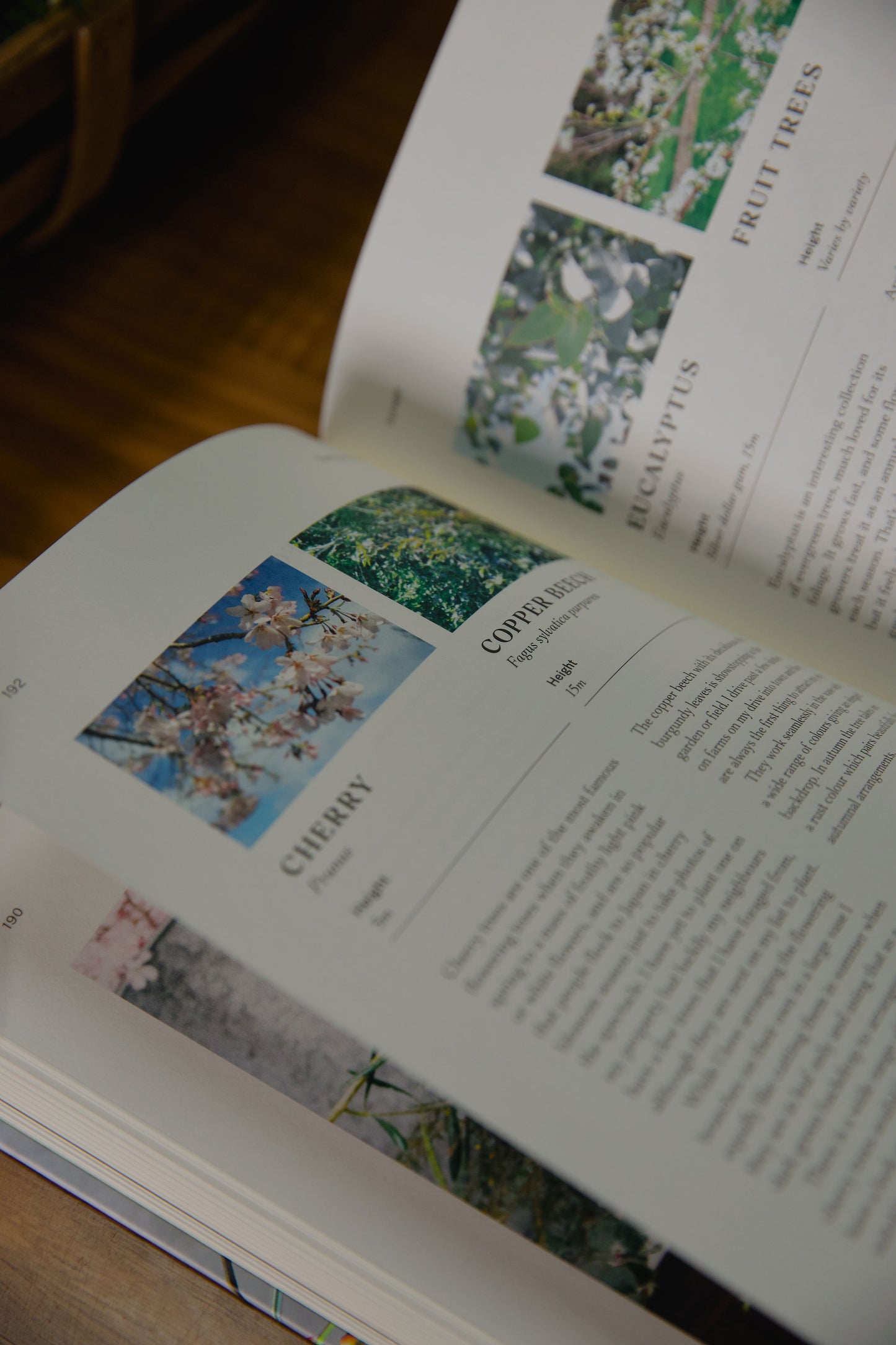 The Floral Dream by Olivia McCord