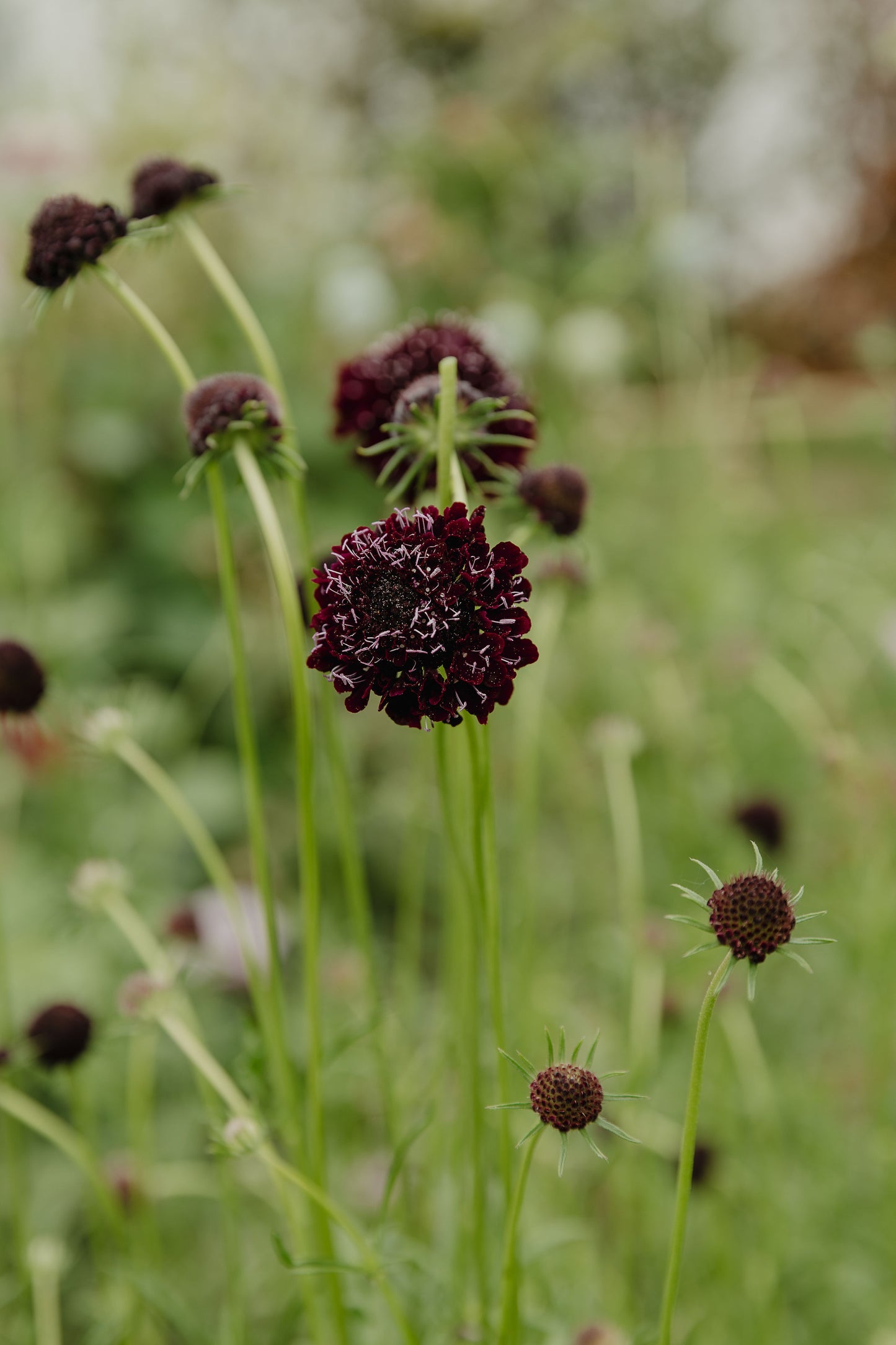 Black Knight Scabiosa flowers in a garden, featuring rich, dark maroon-purple blooms on long, slender stems.
